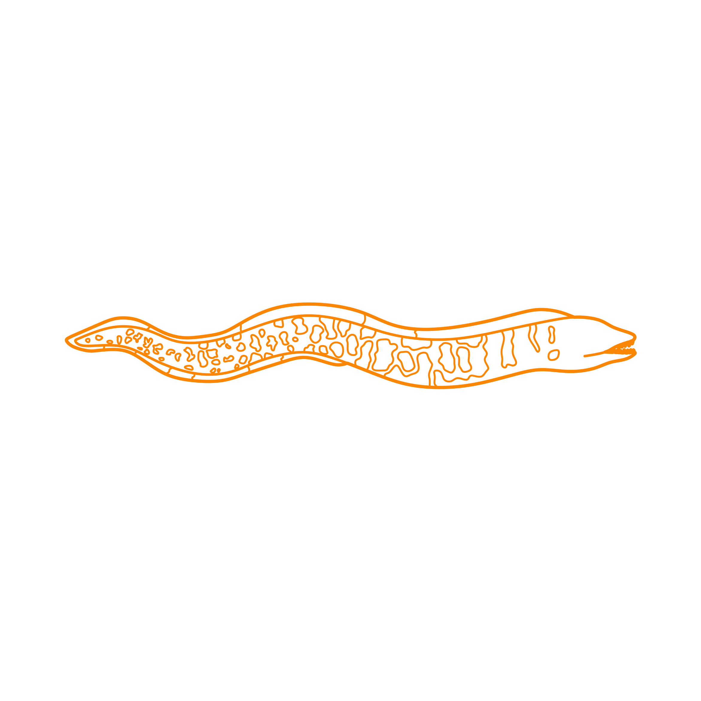 Animals Eels Fimbriated Moray Silhouette Cutting Svg Files Free Vectors